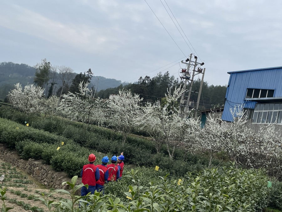 圖片說明六：巡護制茶產業線路